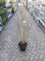 Hibiscus struiken 100-125 cm, Ophalen, Overige soorten, Halfschaduw