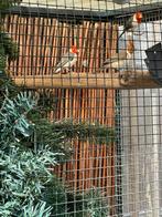 Pop tood kuif kardinaal, Dieren en Toebehoren, Vrouwelijk, Geringd