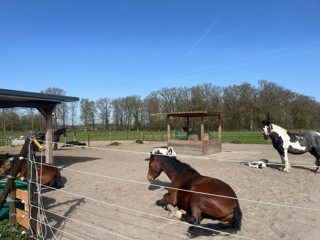 Verzorgster gezocht!, Ophalen of Verzenden