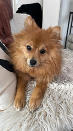 Lieve dwergkees puppy te koop!, Parvo, 15 weken tot 1 jaar, Teef, Eén hond