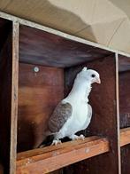 Oud oosterse meeuwtjes sierduiven meeuwen piepers, Meerdere dieren, Overige soorten