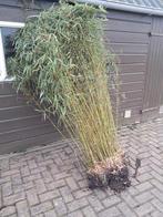 Niet-woekerende Fargesia Rufa bamboe - vers uit de grond, Tuin en Terras, Ophalen, Vaste plant, Siergrassen, Bloeit niet