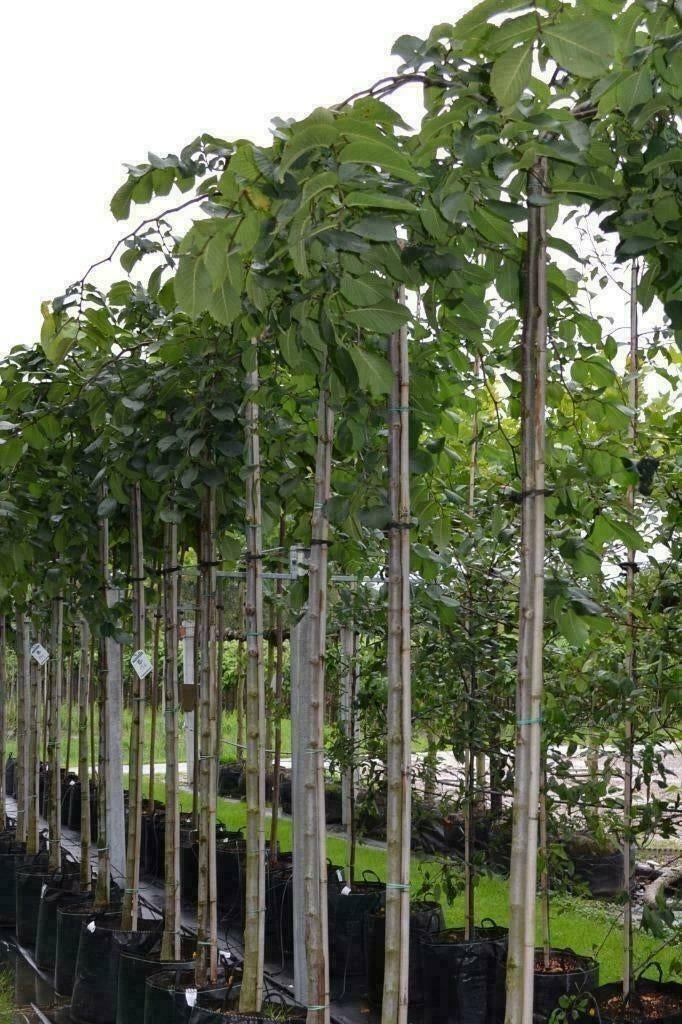 Treuriepen, Ophalen, In pot, Volle zon, Treurboom