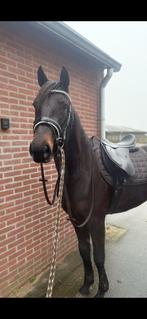 recreatie paard, Zadelmak, 3 tot 6 jaar, 160 tot 165 cm, Recreatiepaard