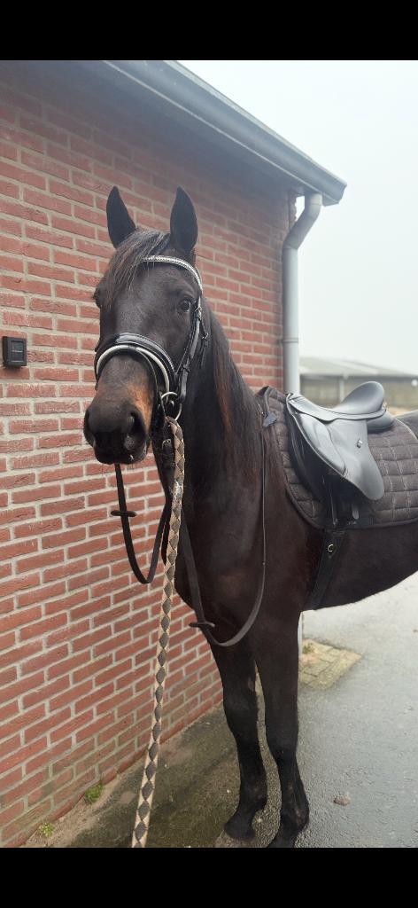 recreatie paard, Dieren en Toebehoren, Paarden, Merrie, Zadelmak, 160 tot 165 cm, 3 tot 6 jaar, Recreatiepaard, Gechipt, Ontwormd