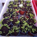 Kraampje in de voortuin met diverse  moestuinplantjes, Tuin en Terras, Planten | Tuinplanten, Ophalen, Volle zon, Groenteplanten