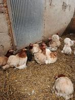 Kriel Cochin- en  kriel kuifkippen te koop., Dieren en Toebehoren, Pluimvee, Meerdere dieren, Kip