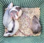 Lieve jonge handtamme ratjes. Sociaal opgegroeid, Dieren en Toebehoren, Rat, Januari, Meerdere dieren, Tam