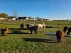 Diverse Alpaca’s, Juli, Meerdere dieren