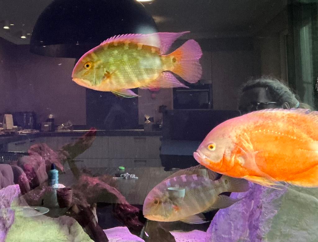 Zuid amerikaanse cichliden Hoplarchus psittacus true parrot, Vis