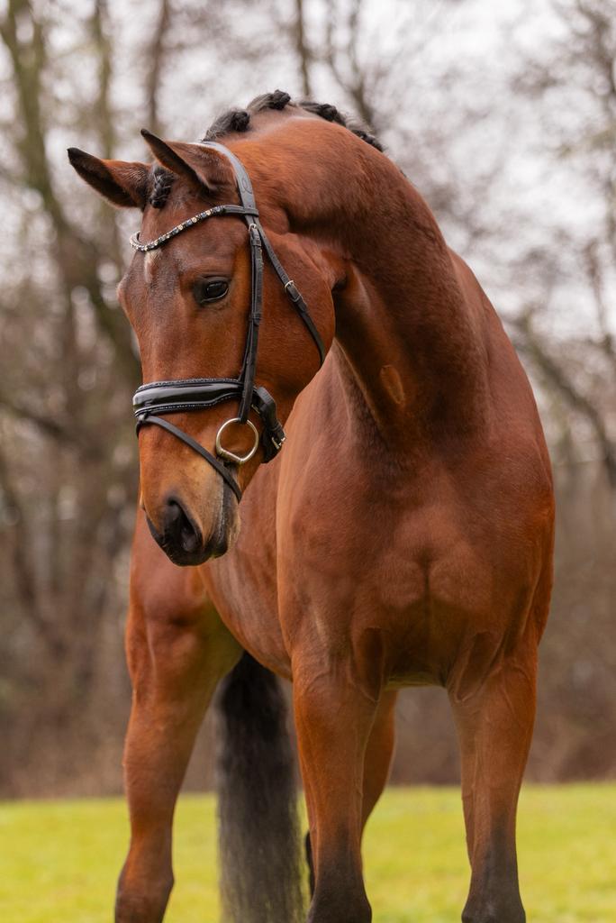 Prachtige talentvolle brave ruin te koop, 175 cm of meer, Met stamboom, Ruin, Dressuurpaard