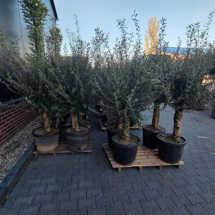 Olea Europaea Rustico Olijfbomen, Tuin en Terras, Planten | Fruitbomen, Overige soorten, Minder dan 100 cm, Volle zon, Lente, Ophalen