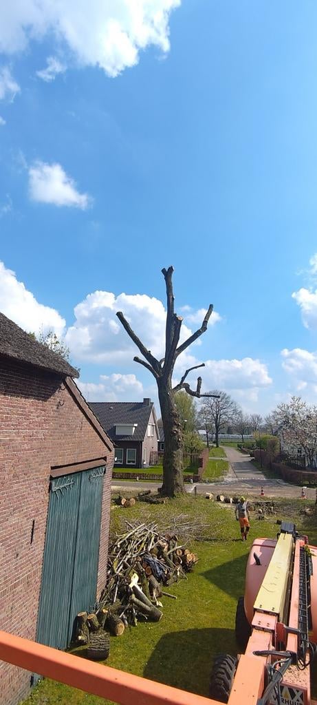 bomen rooien/kappen en snoeien, Ophalen, Volle zon, Overige soorten