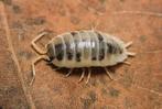 Porcellio laevis panda isopods, Dieren en Toebehoren, Overige soorten