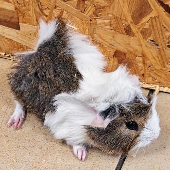 Cavia's te koop, Dieren en Toebehoren, Knaagdieren, Meerdere dieren, Cavia, Januari