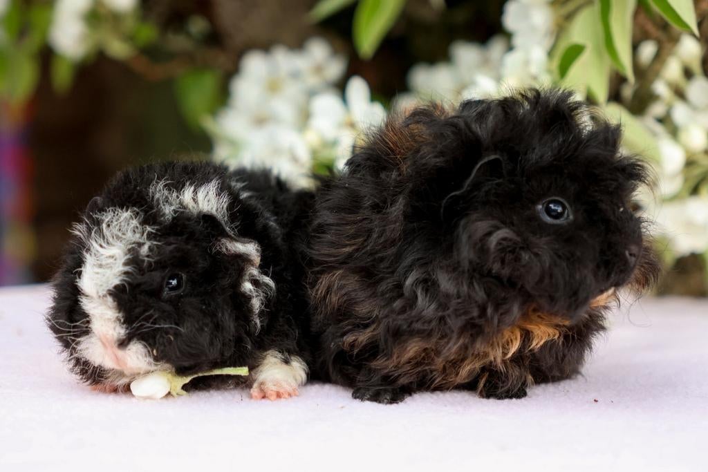 Cavia vrienden Fred en Ed, Dieren en Toebehoren, Maart, Mannelijk, Cavia