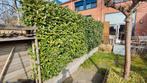 6 meter, Laurier heg - Groenblijvende privacyhaag, Vaste plant, Bloeit niet, Halfschaduw, Ophalen