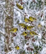 Gezocht koppel europese sijzen, Dieren en Toebehoren, Meerdere dieren, Bastaard