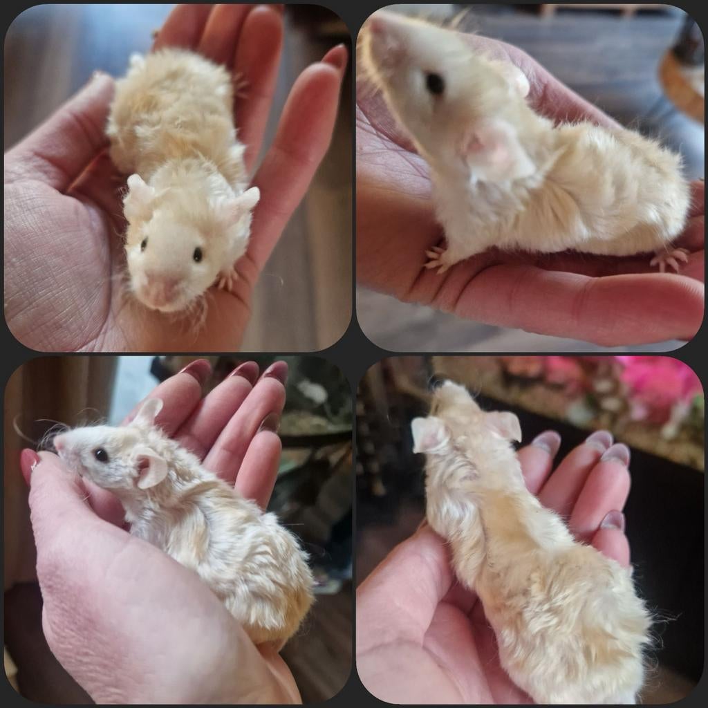 Texel MAN rex wit/goud slag wilde vacht kleur muis, Dieren en Toebehoren, Februari, Muis, Mannelijk, Tam