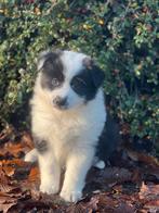 Australische herder pups bij ons geboren!!, Parvo, België, 8 tot 15 weken, Meerdere