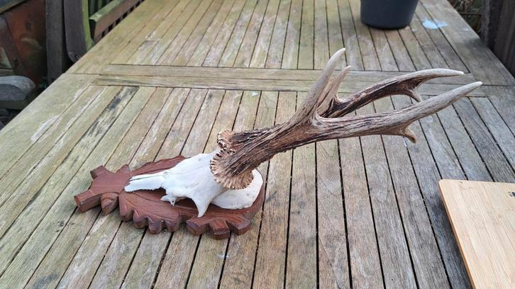 reebok gewei geweien, Verzamelen, Dierenverzamelingen, Zo goed als nieuw, Gewei of Kop, Hert, Ophalen of Verzenden