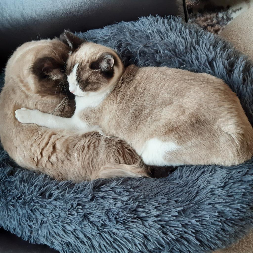 Ragdoll kittens verwacht, Dieren en Toebehoren, Katten en Kittens | Raskatten | Langhaar, Meerdere dieren, Gechipt