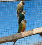 Pyrrhura's koppel + losse pop – MOETEN WEG, Dieren en Toebehoren, Meerdere dieren, Parkiet