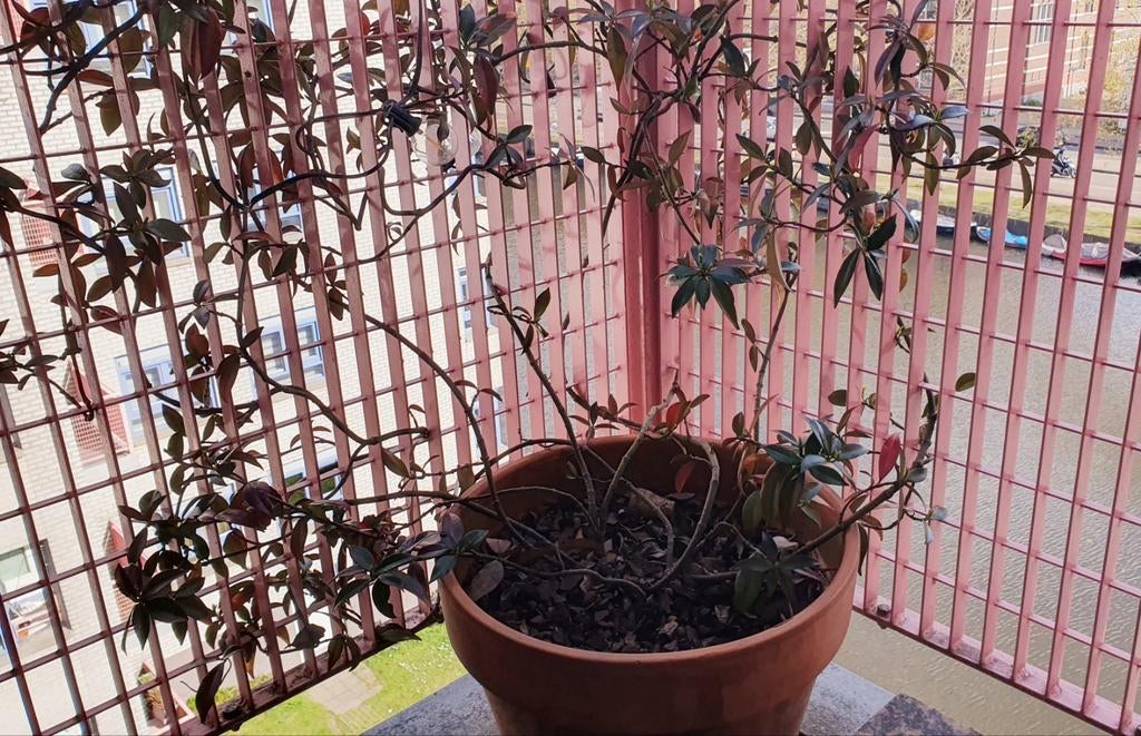Toscaanse Jasmijn (Trachelospermum jasminoides) in pot, Ophalen, Vaste plant, Klimplanten, Volle zon