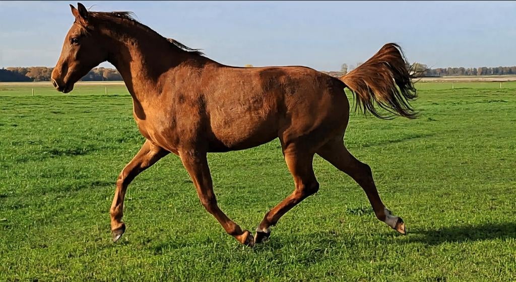 Spring/allround merrie, Dieren en Toebehoren, Pony's, Met stamboom, Springpony, 0 tot 2 jaar, Onbeleerd