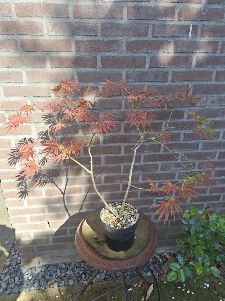 Japanse esdoorn Hessei, Ophalen, Bloeit niet, Overige soorten, Halfschaduw