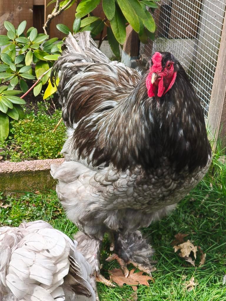 Blauwe brama eieren, Meerdere dieren, Kip