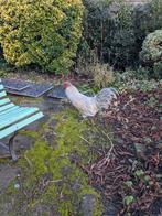 Broedeieren kruising araucana, Dieren en Toebehoren, Geslacht onbekend, Kip