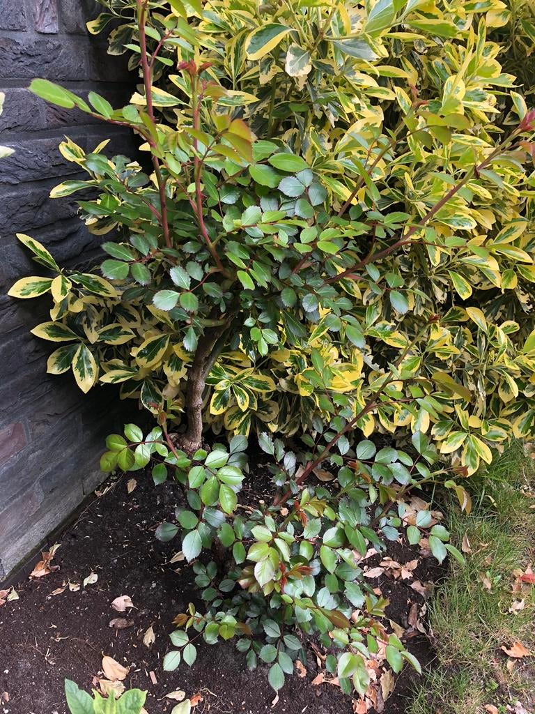 Roos, Ophalen, Overige soorten, Minder dan 100 cm