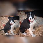 Super aanhankelijke border collie pup, Reu, 8 tot 15 weken, Collie, Meerdere