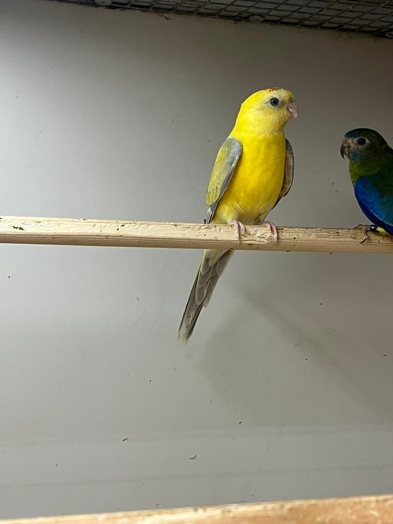 0-0-1 Roodrug Parkiet mutatie, Geslacht onbekend, Parkiet, Geringd