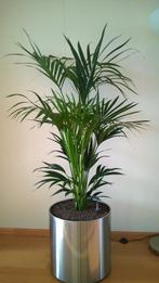 Zwarte Bloempot op Wieltjes met rvs omhulsel (zonder plant), Ophalen