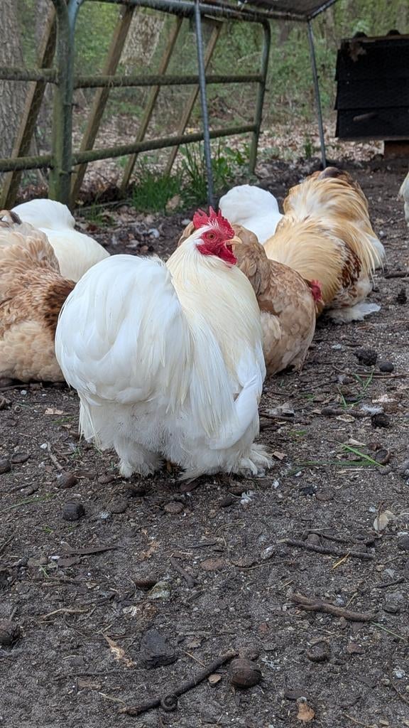 Cochin kriel hanen, mooie kleuren!, Dieren en Toebehoren, Pluimvee, Mannelijk, Kip