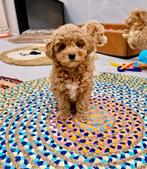 Prachtige boomer x toy poedel pups, Dieren en Toebehoren, Parvo, Nederland, Overige rassen, 8 tot 15 weken
