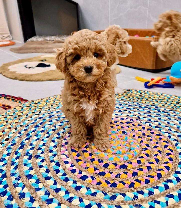 Prachtige boomer x toy poedel pups, Dieren en Toebehoren, Honden | Chihuahua's en Gezelschapshonden, Meerdere dieren, Overige rassen