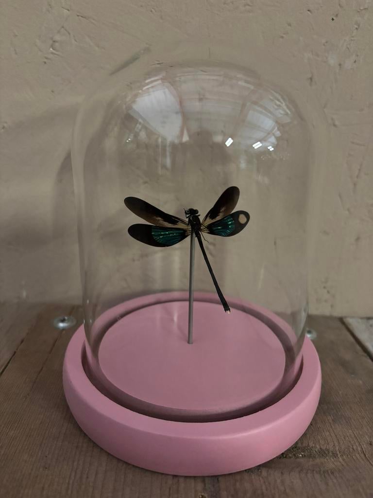 Mooi roze stolpje met een libelle, Verzamelen, Ophalen of Verzenden, Nieuw, Insect, Opgezet dier