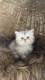 Mooie Perzische kitten poes zoekt een gouden mandje, Meerdere dieren