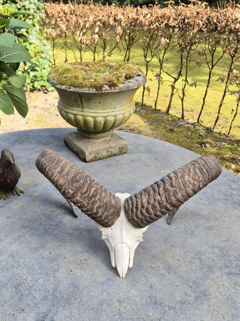 Prachtige Moeflon Schedel Met Hoorns Jacht Mancave g67, Verzamelen, Dierenverzamelingen, Zo goed als nieuw, Schedel, Wild dier