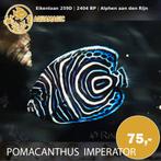 Pomacanthus Imperator, Dieren en Toebehoren, Vis, Zoutwatervis