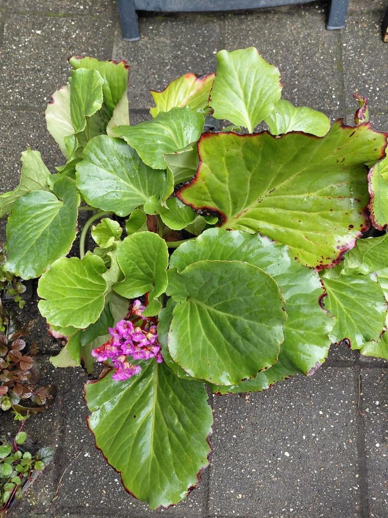 Schoenlappersplant, Tuin en Terras, Planten | Tuinplanten, Ophalen, Overige soorten, Volle zon