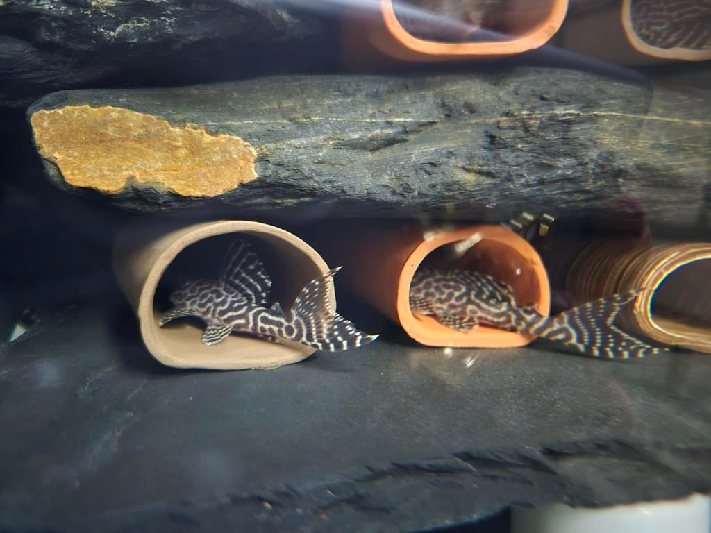 L066 King Tiger Pleco, Dieren en Toebehoren, Vissen | Aquariumvissen, Vis