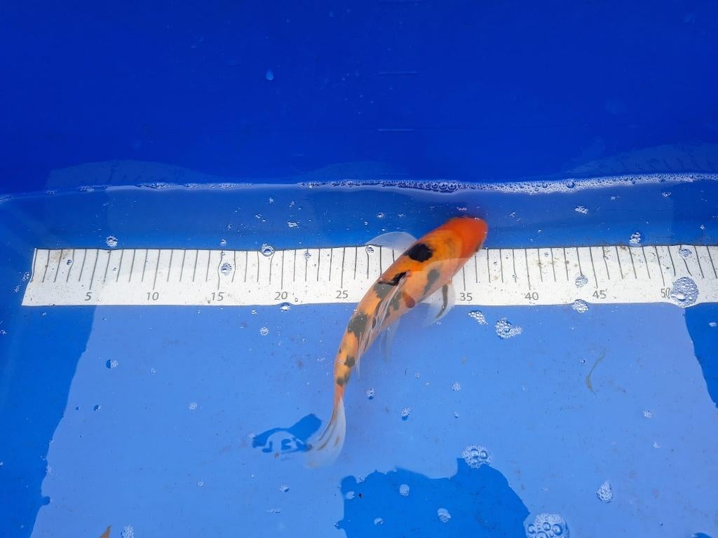 mooi koi te koop € 25,00 ps, Karper of Koi