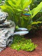 Medaka miyuki platinum silver rijstvissen, Vis