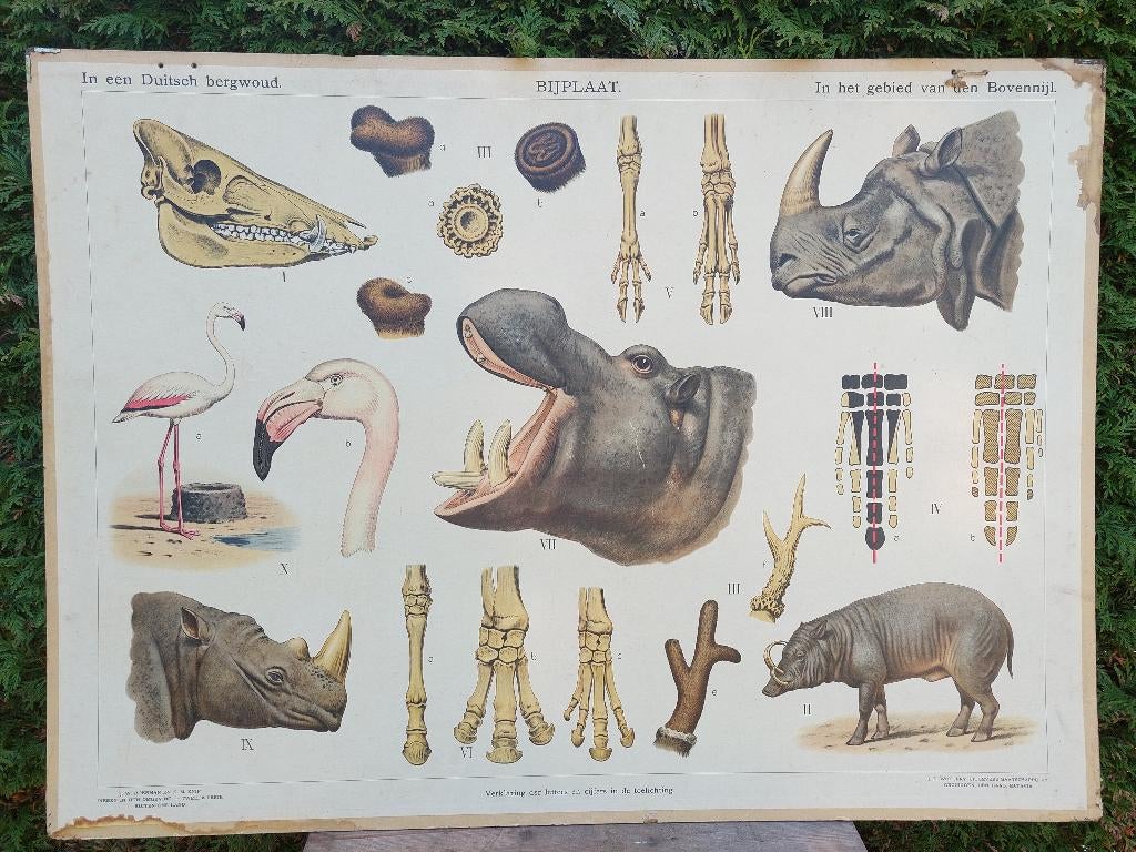 Schoolplaat "In de Rimboe" BLOSSOM BROCANTE, Ophalen of Verzenden, Natuur en Biologie