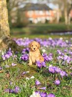 Prachtige mini labradoodle pups te koop!Wij mogen verhuizen!, Dieren en Toebehoren, Parvo, Overige rassen, 8 tot 15 weken, Meerdere
