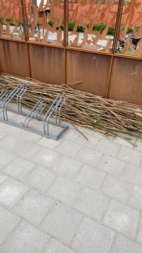 Wilgentenen 2 jaar oud., Ophalen of Verzenden, Zo goed als nieuw